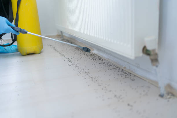 Reliable Ashland, AL Pest Control Solutions