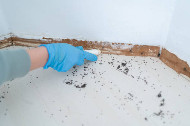 Best Pest Inspection Near Me  in Ashland, AL