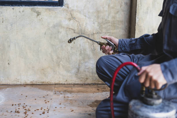 Wasp Removal Services in Ashland, AL